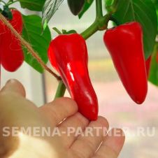 Перец НИККИ F1 5 шт Партнер