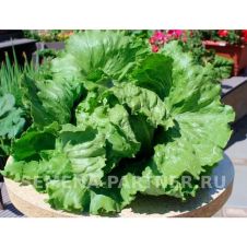 Салат кочанный АЙСБЕРГ 1 г Партнер