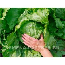 Салат кочанный АЙСБЕРГ 1 г Партнер