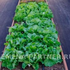 Салат кочанный АЙСБЕРГ 1 г Партнер