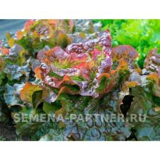 Салат кочанный РОЗМАРИ 1 г Партнер