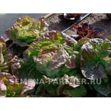 Салат кочанный РОЗМАРИ 1 г Партнер