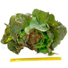 Салат кочанный РОЗМАРИ 1 г Партнер