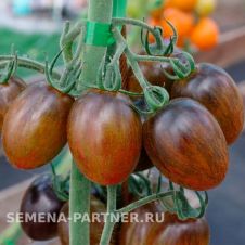 Томат АТОМНЫЙ виноград БРЕДА 0,05 г Партнер