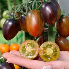 Томат АТОМНЫЙ виноград БРЕДА 0,05 г Партнер