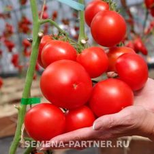 Томат ДЖАЗ F1 10 шт Партнер