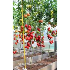 Томат КАМЕЛОТ F1 5 шт Партнер