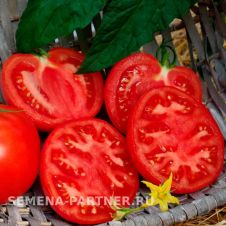 Томат КОЛОРИТ F1 10 шт Партнер