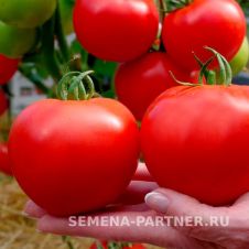 Томат КОЛОРИТ F1 10 шт Партнер