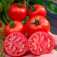 Томат КОЛОРИТ F1 10 шт Партнер