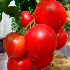 Томат КОЛОРИТ F1 10 шт Партнер