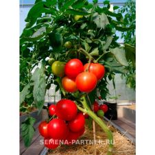 Томат КОЛОРИТ F1 10 шт Партнер