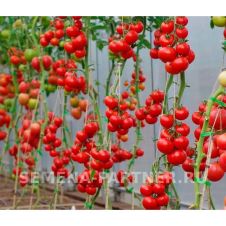 Томат МИРАНДАЛИНА F1 10 шт Партнер