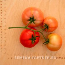 Томат МОНОПОЛИЯ F1 10 шт Партнер