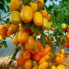 Томат СИЕСТА F1 0,05 г Партнер