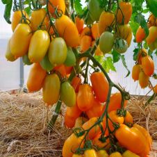 Томат СИЕСТА F1 0,05 г Партнер