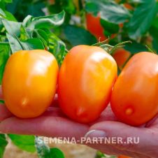 Томат СИЕСТА F1 0,05 г Партнер