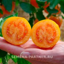 Томат СИЕСТА F1 0,05 г Партнер