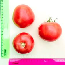 Томат СПАРТАНЕЦ F1 5 шт Партнер