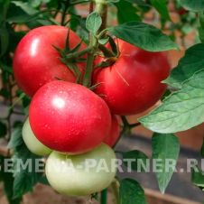 Томат СПАРТАНЕЦ F1 5 шт Партнер