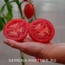 Томат ФУКС F1 10 шт Партнер