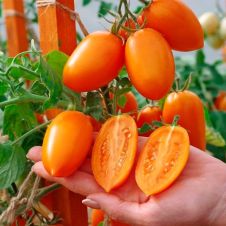 Томат ШУРИМ F1 10 шт Партнер