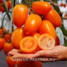 Томат ШУРИМ F1 10 шт Партнер