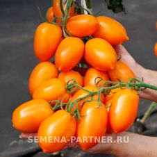 Томат ШУРИМ F1 10 шт Партнер