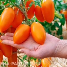 Томат ШУРИМ F1 10 шт Партнер