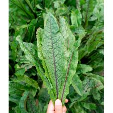 Щавель КРОВАВАЯ МЭРИ 0,2 г Партнер