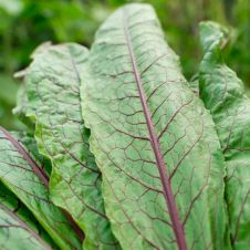 Щавель КРОВАВАЯ МЭРИ 0,2 г Партнер