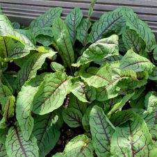 Щавель КРОВАВАЯ МЭРИ 0,2 г Партнер