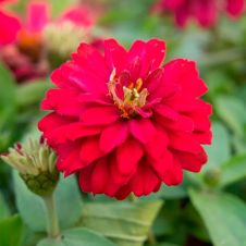 Цинния мариландская махровая ВИШНЕВЫЙ ПИРОГ 5 шт Партнер