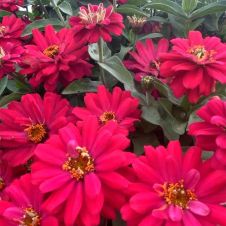 Цинния мариландская махровая ВИШНЕВЫЙ ПИРОГ 5 шт Партнер