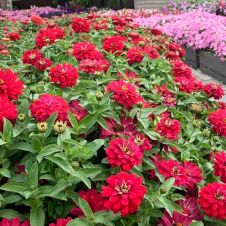 Цинния мариландская махровая ВИШНЕВЫЙ ПИРОГ 5 шт Партнер