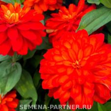 Цинния мариландская махровая РЯБИНОВАЯ ПАСТИЛА 5 шт Партнер