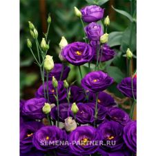 Эустома срезочная махровая ПРИНЦЕССА ЭЛЬЗА F1 5 шт Партнер