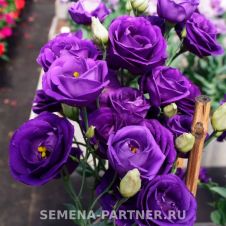 Эустома срезочная махровая ПРИНЦЕССА ЭЛЬЗА F1 5 шт Партнер