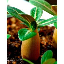 Адениум тучный Desert Rose PurpleKing 3 шт Редкие семена