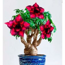 Адениум тучный Desert Rose PurpleKing 3 шт Редкие семена