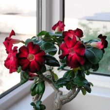 Адениум Пестролистный Desert Rose Мунгсагда 3 шт Редкие семена