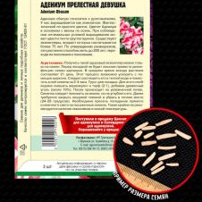 Адениум Прелестная Девушка 3 шт Редкие семена