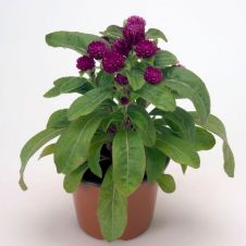 Гомфрена карликовая Buddy Purple 5 шт Редкие семена