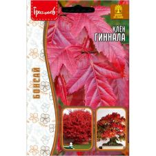 Клён Гиннала 20 шт Редкие семена