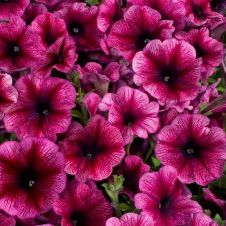 Петуния Celebrity Plum Ice F1 15 драже Редкие семена