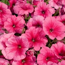 Петуния Celebrity Strawberry Ice F1 15 драже Редкие семена