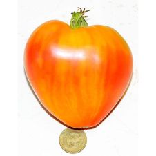 Томат Абрикосовое Сердце Зебры (Coeur De Zebre Apricot) 10 шт Редкие семена
