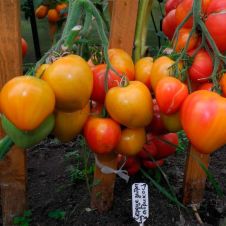 Томат Абрикосовое Сердце Зебры (Coeur De Zebre Apricot) 10 шт Редкие семена