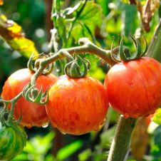 Томат Курочка Ряба 10 шт Редкие семена
