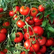 Томат Турецкий Стелющийся 10 шт Редкие семена